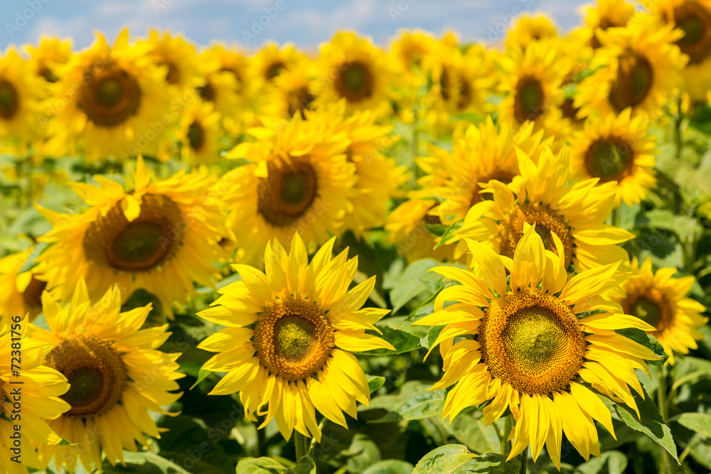 sun flowers field in Ukraine sunflowers