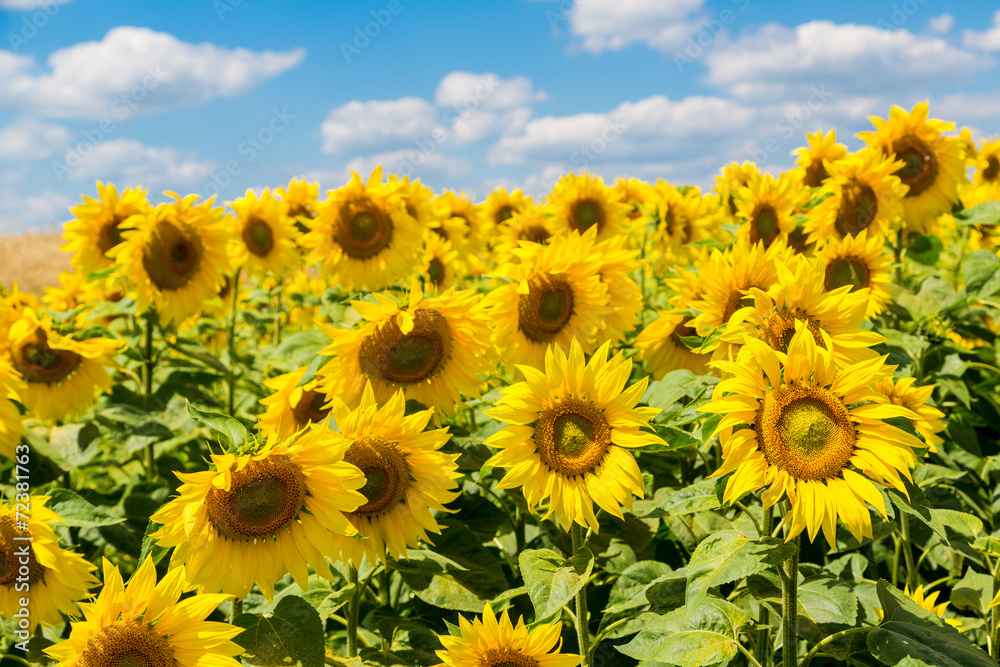 Obraz premium sun flowers field in Ukraine sunflowers