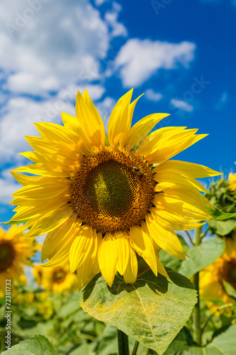 sun flowers field in Ukraine sunflowers