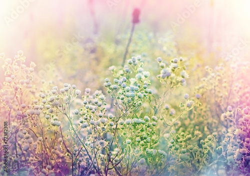 Fototapeta Naklejka Na Ścianę i Meble -  Meadow with lots of flowers daisy