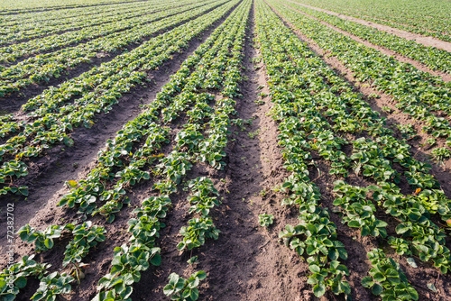 Strawberry plants in convergings rows in the field