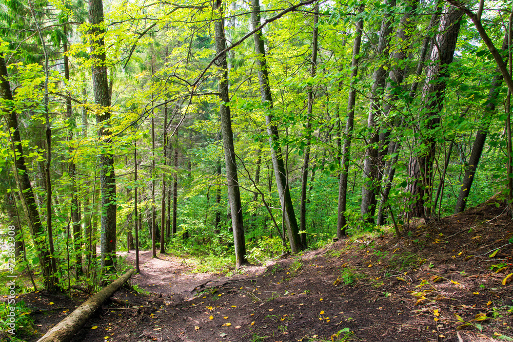 Obraz premium scenic and beautiful tourism trail in the woods near river