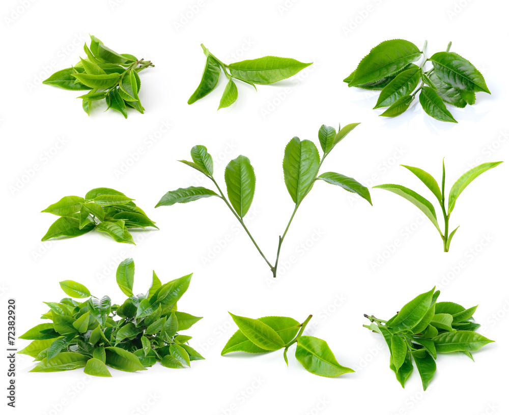 green tea leaf isolated on white background green tea leaf isolated on white background
