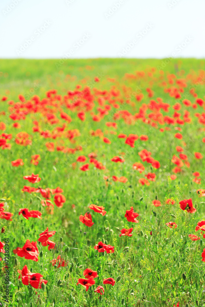 Beautiful poppy flowers in the field