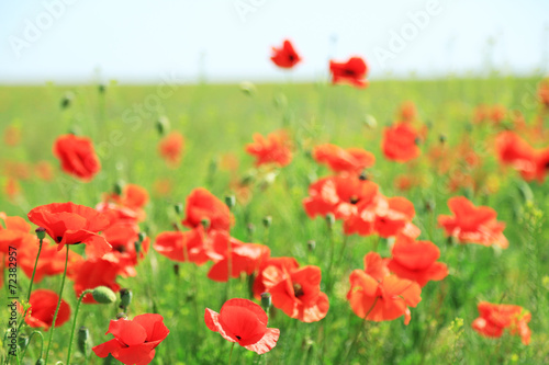 Beautiful poppy flowers in the field