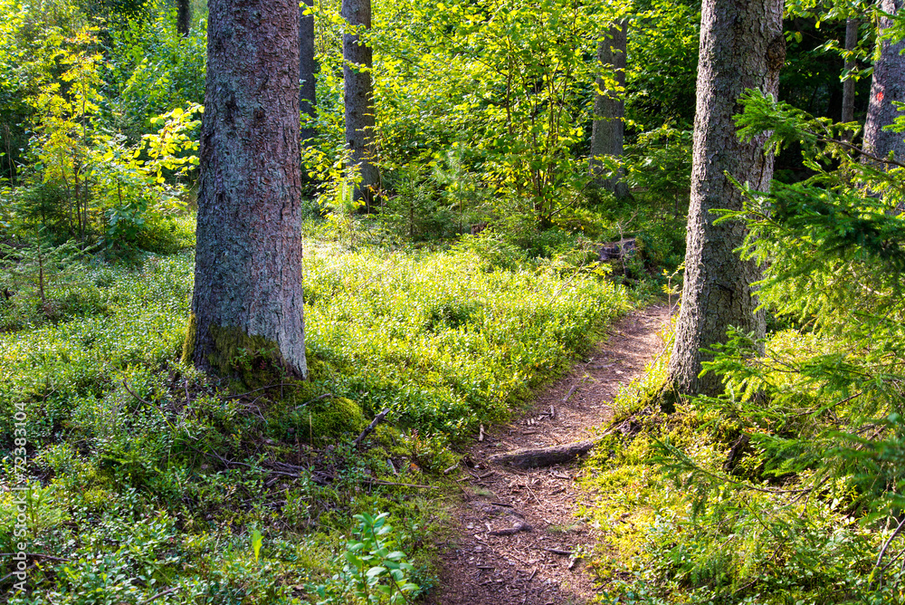 Fototapeta premium scenic and beautiful tourism trail in the woods near river