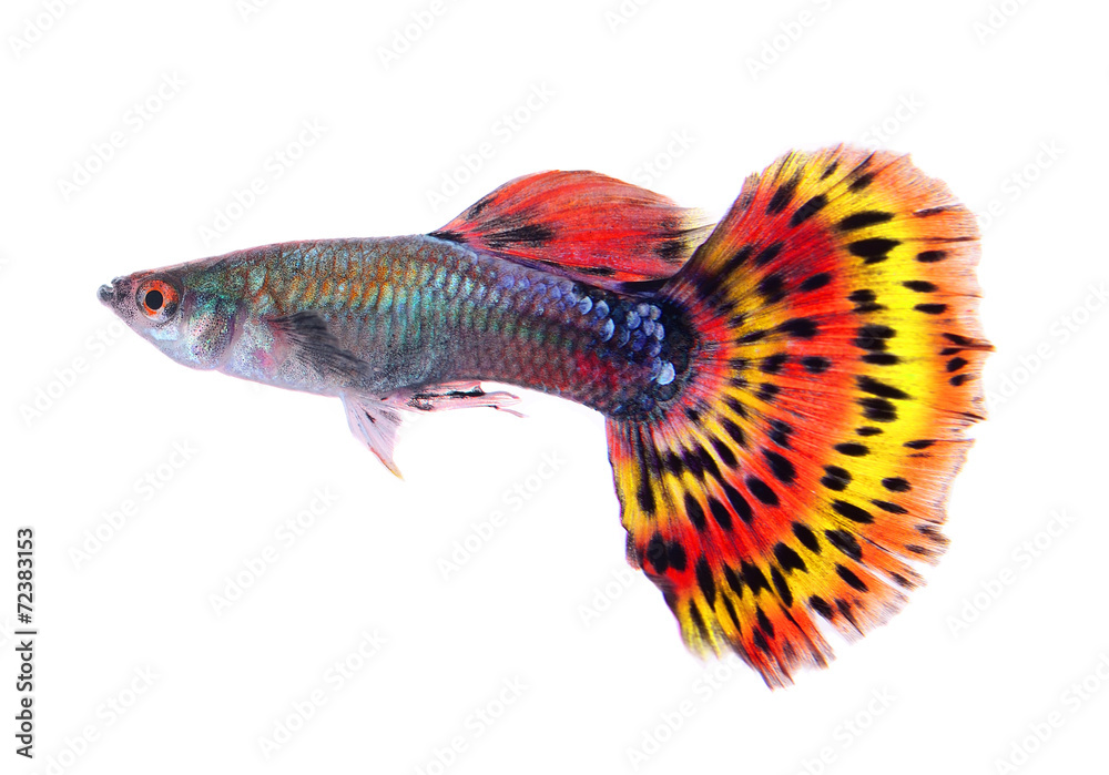 Fototapeta premium guppy fish isolated on white background