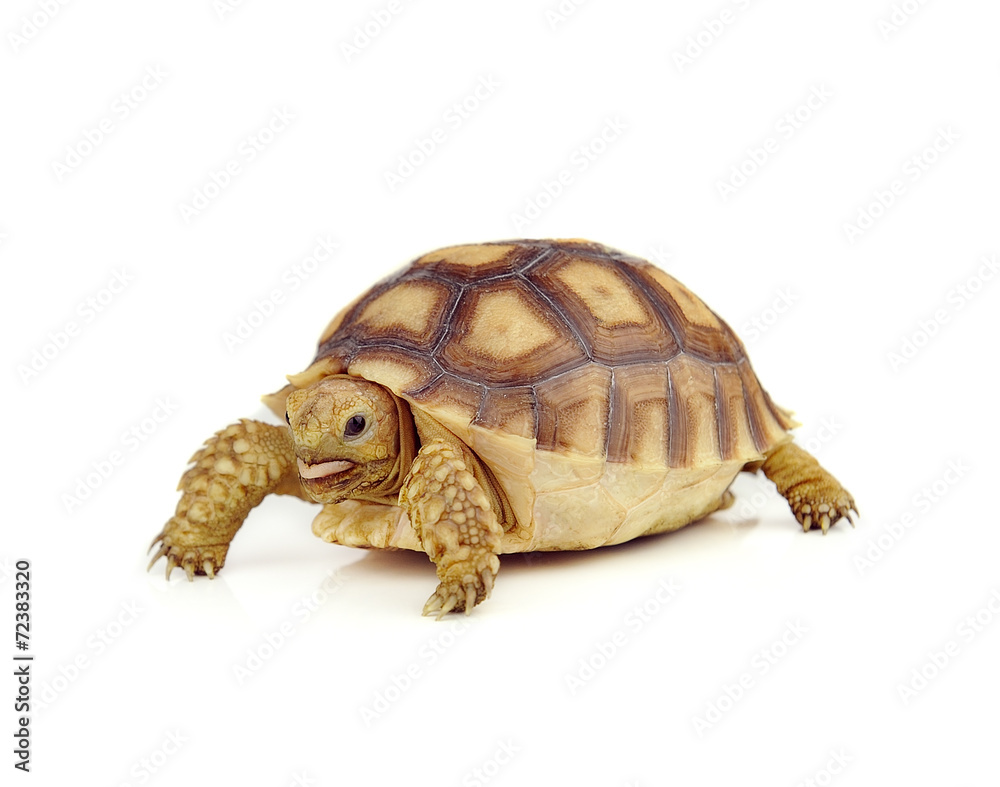 Obraz premium turtle on over white background