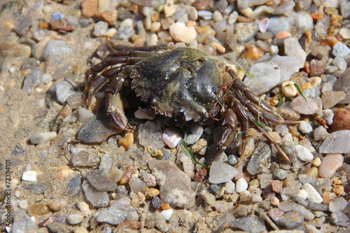 Crabe sur la côte