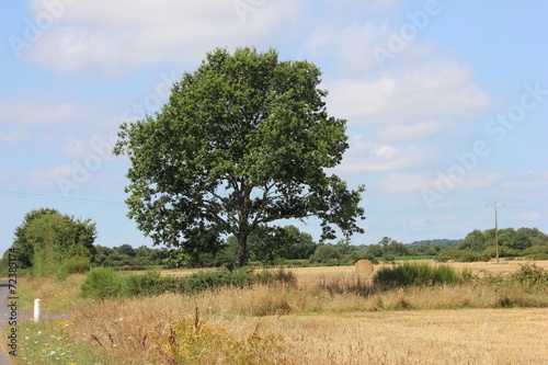 Blé à lacampagne