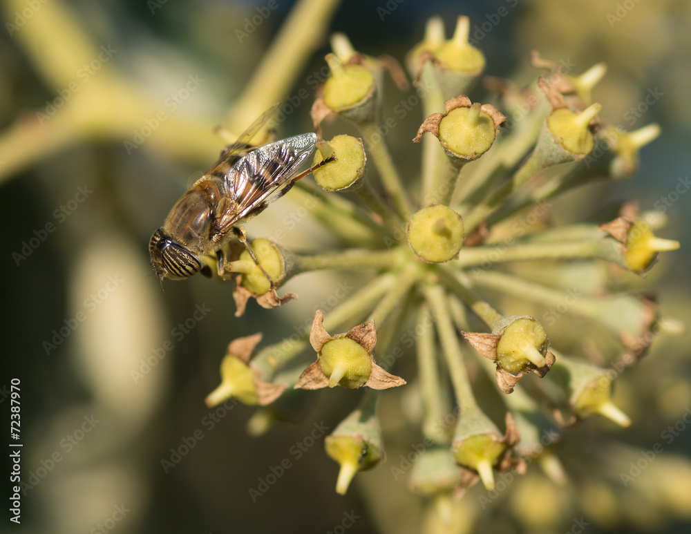 Syrphe, insecte aux yeux rayés Syrphe, insecte aux yeux rayés