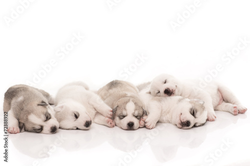 siberian husky puppies on isolated background © supphalerk