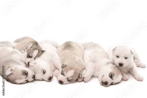 Siberian husky puppies sleeping on isolated background © supphalerk