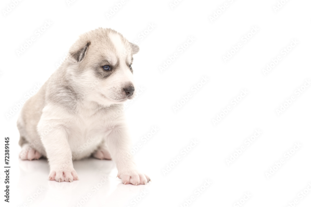 Fototapeta premium Siberian husky puppy on white background