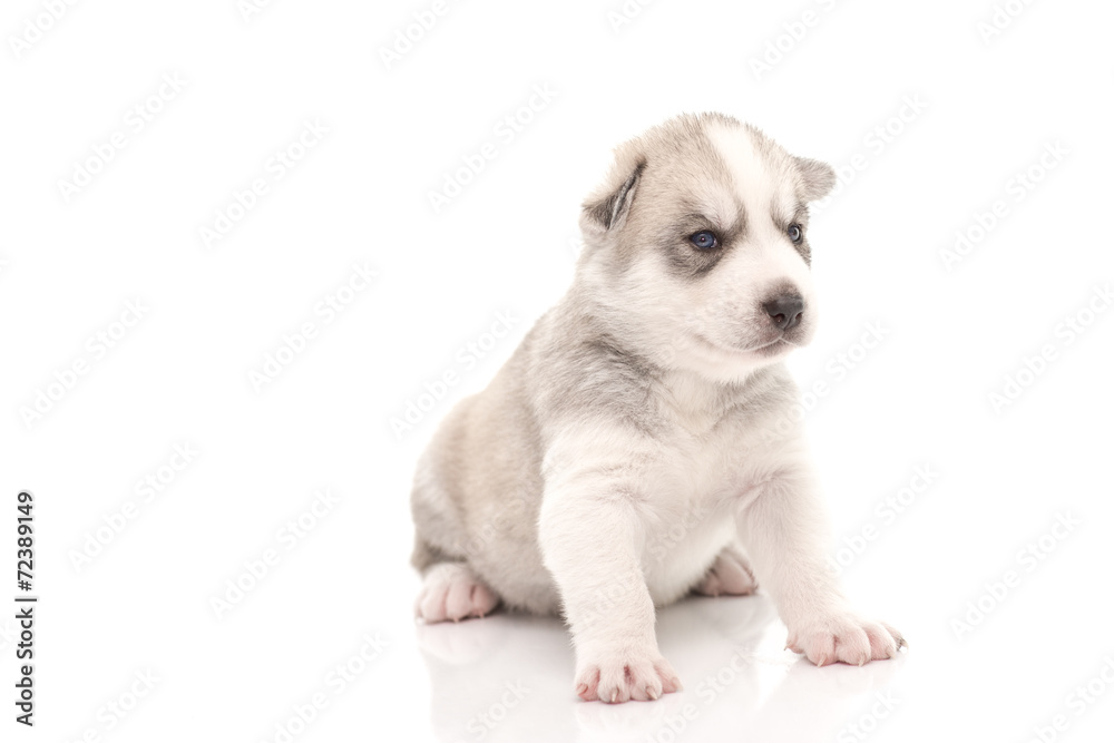 Siberian husky puppy on white background Siberian husky puppy on white background