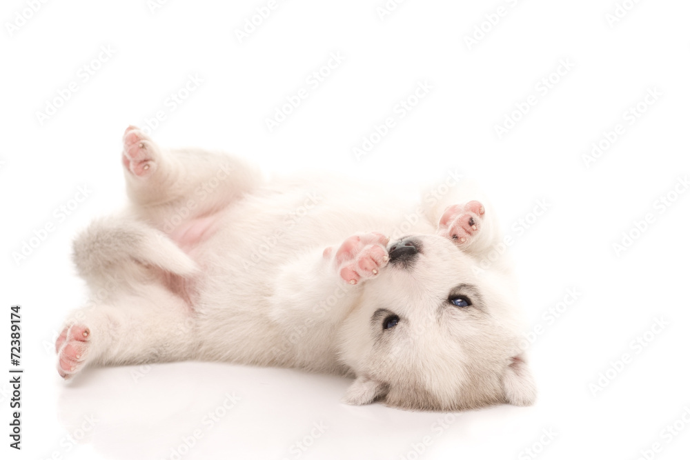 Naklejka premium Siberian husky puppy on white background