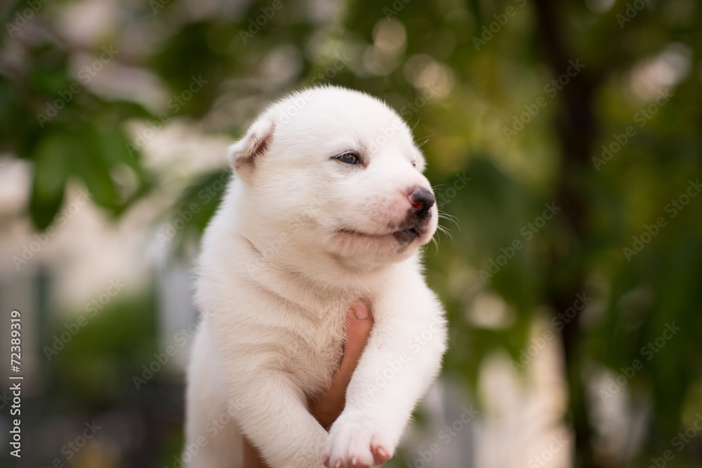 Siberian Husky puppy Siberian Husky puppy