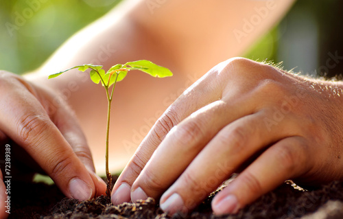Male hand planting young tree over green background
