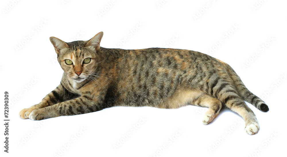 Image of cat isolated on white background. Image of cat isolated on white background.