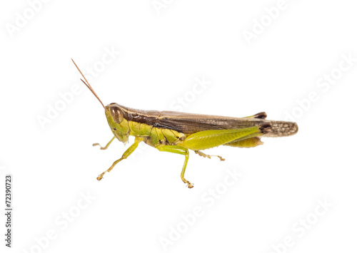 grasshopper isolated on white © dextorth