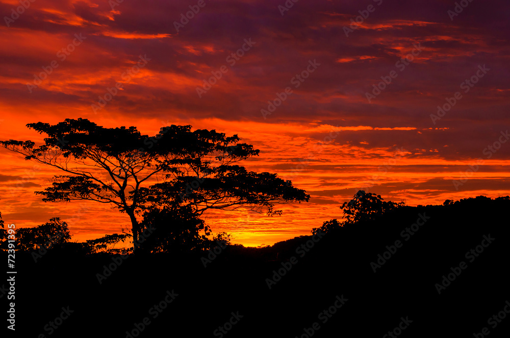 Beautiful sunrise out in the country with silhouetted of tree