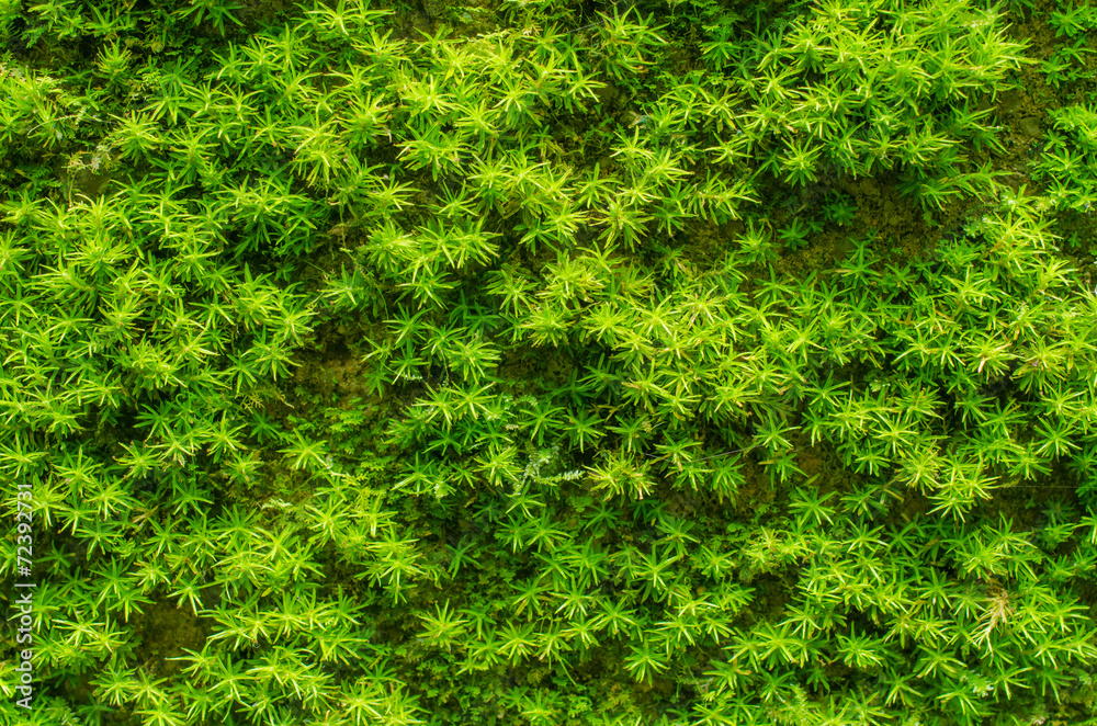 Stone overgrown with green moss in forest Stone overgrown with green moss in forest