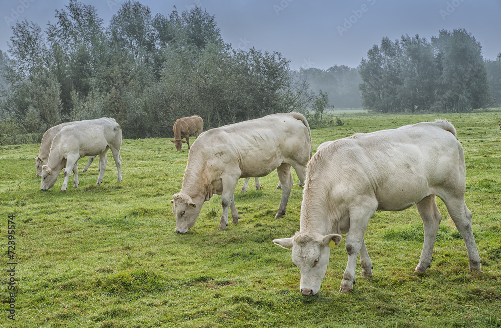 cow in a meadow cow in a meadow