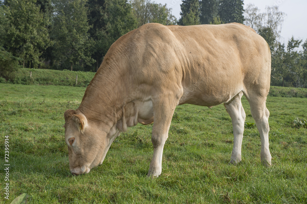 cow in a meadow cow in a meadow