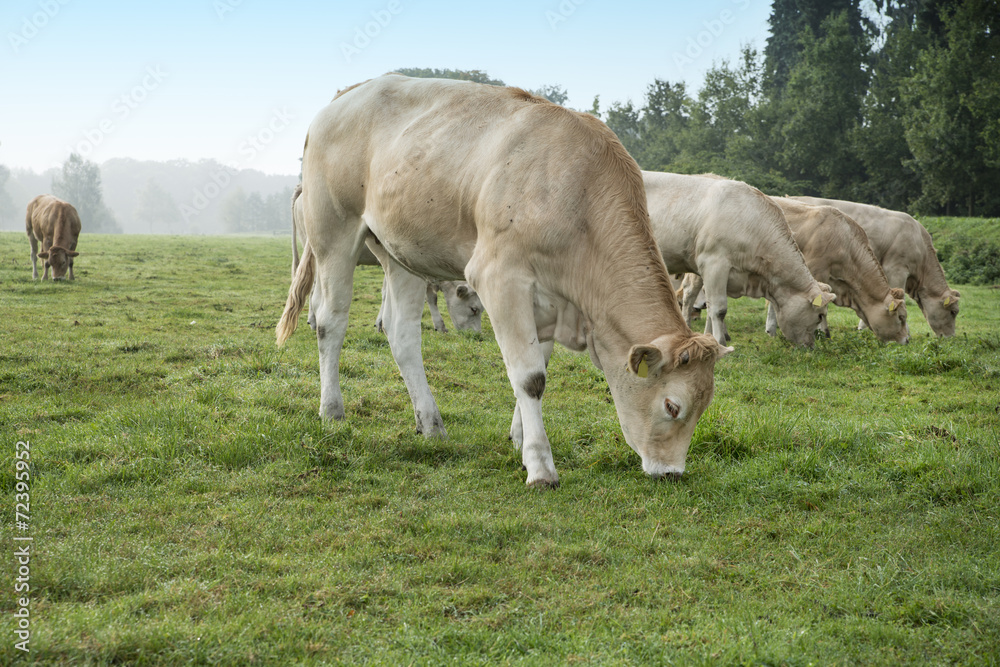 cow in a meadow cow in a meadow