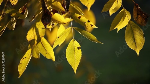 Autumn in park Aleksandriya photo