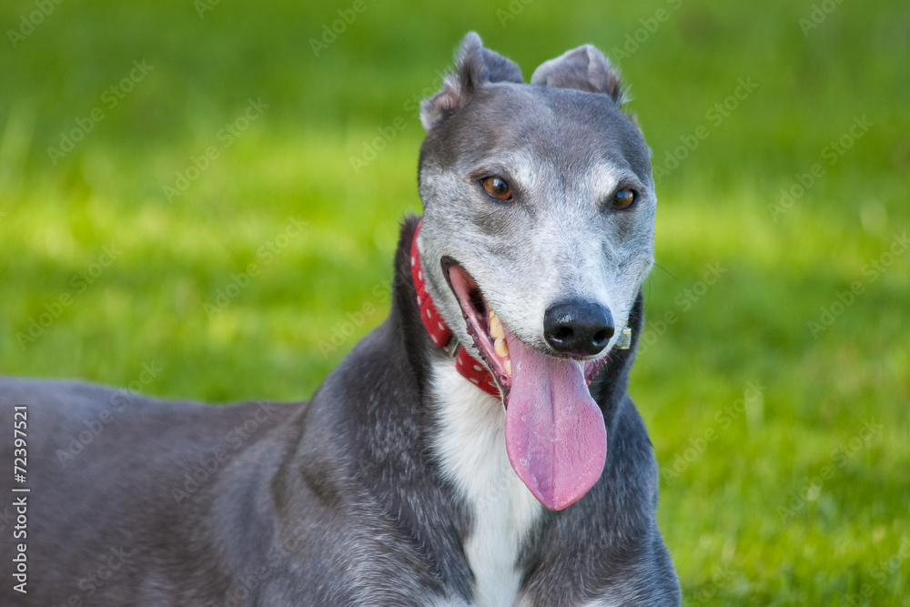 Grey Spanish greyhound on the grass with a red collar portrait Grey Spanish greyhound on the grass with a red collar portrait