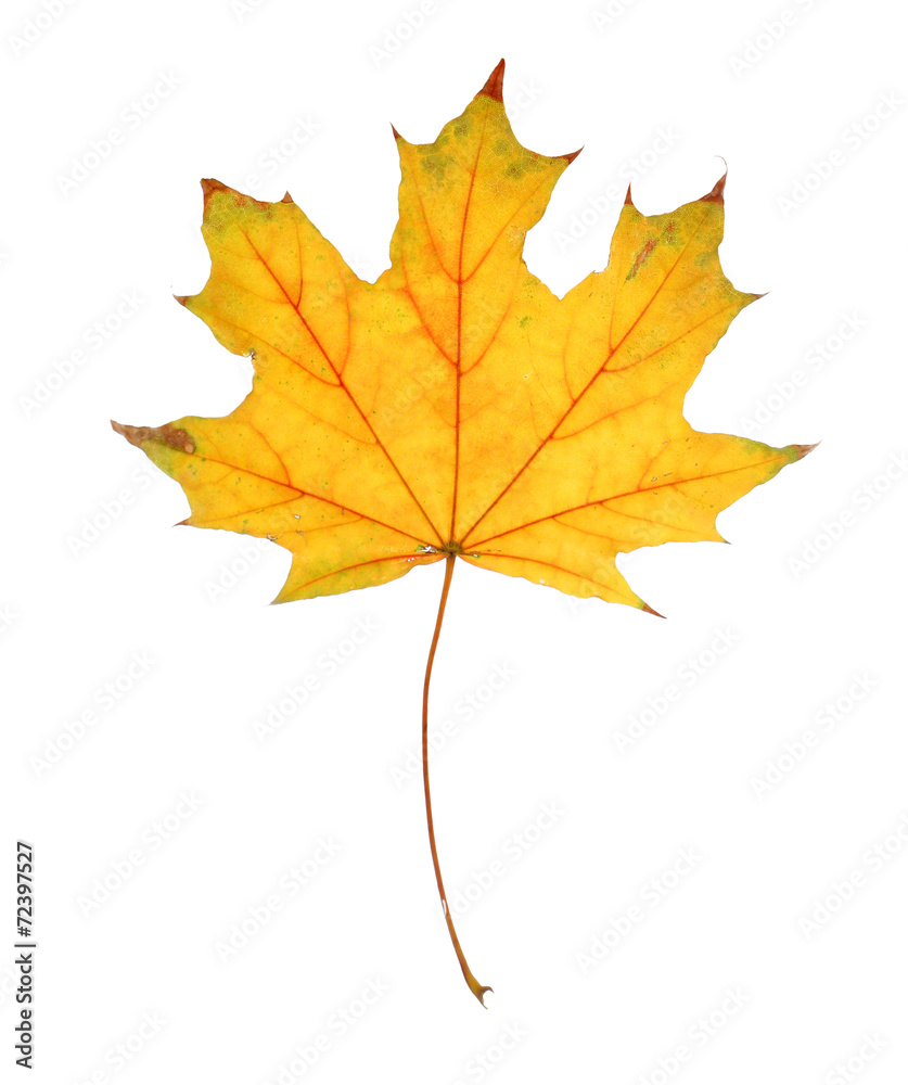Autumn leaf isolated on white Autumn leaf isolated on white