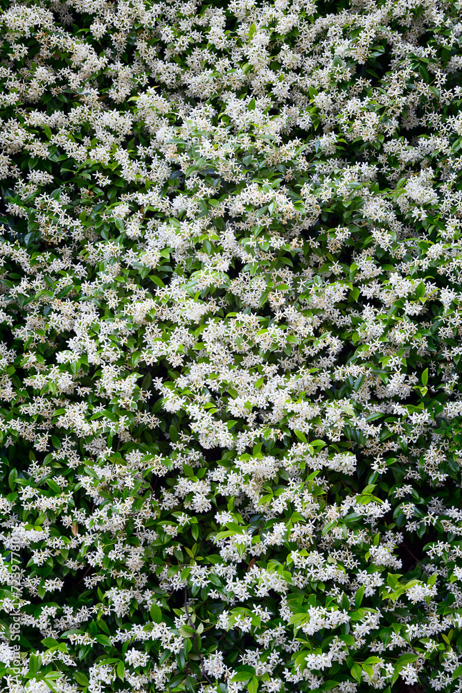 jasmine flower background
