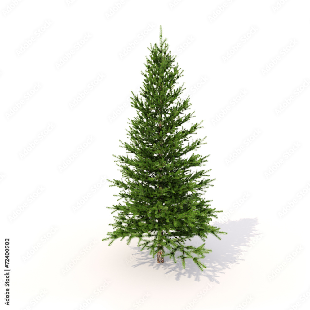Spruce on white