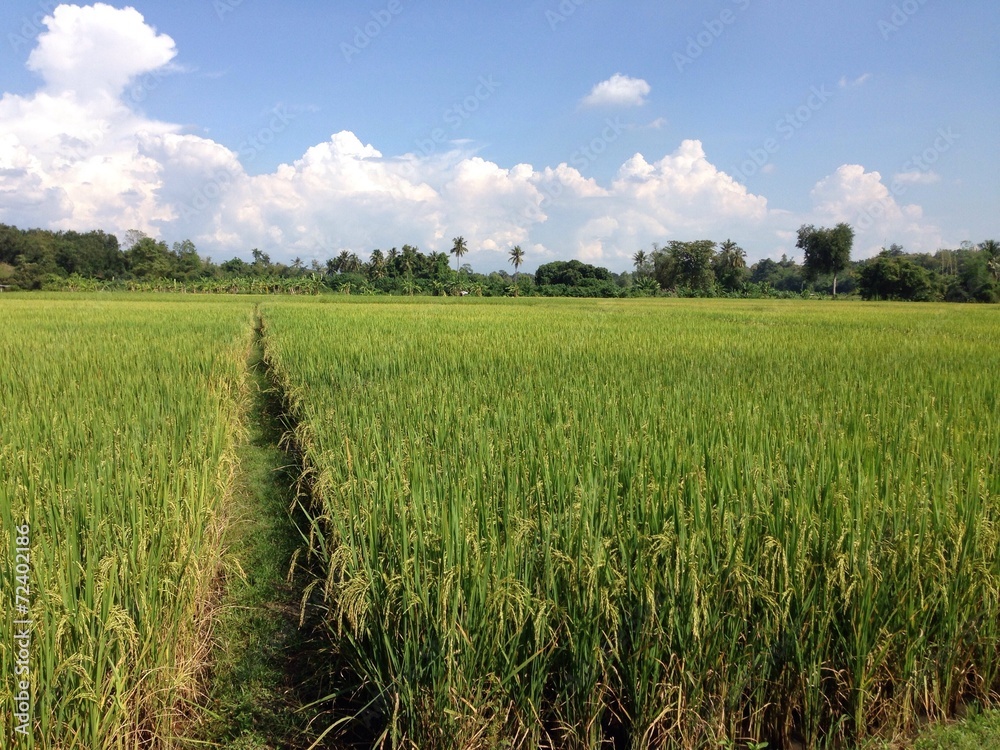 rice field in rural rice field in rural