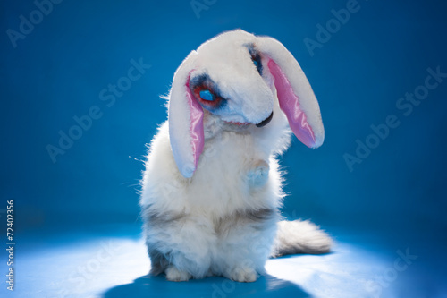 cat in costume evil bloody hare