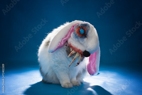 cat in costume evil bloody hare