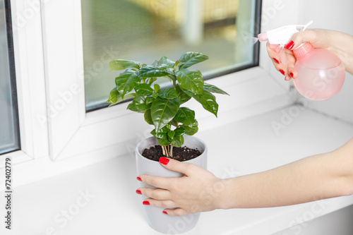 woman sprays a house plant