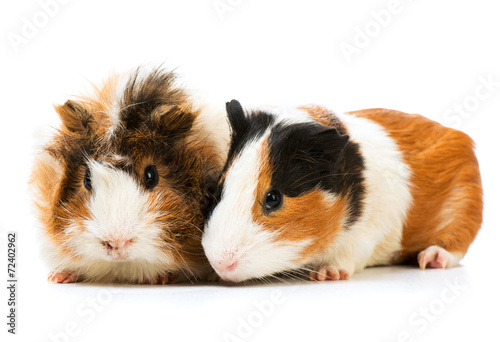 Pair of cute guinea pigs isolated on a white background © Ievgen Skrypko