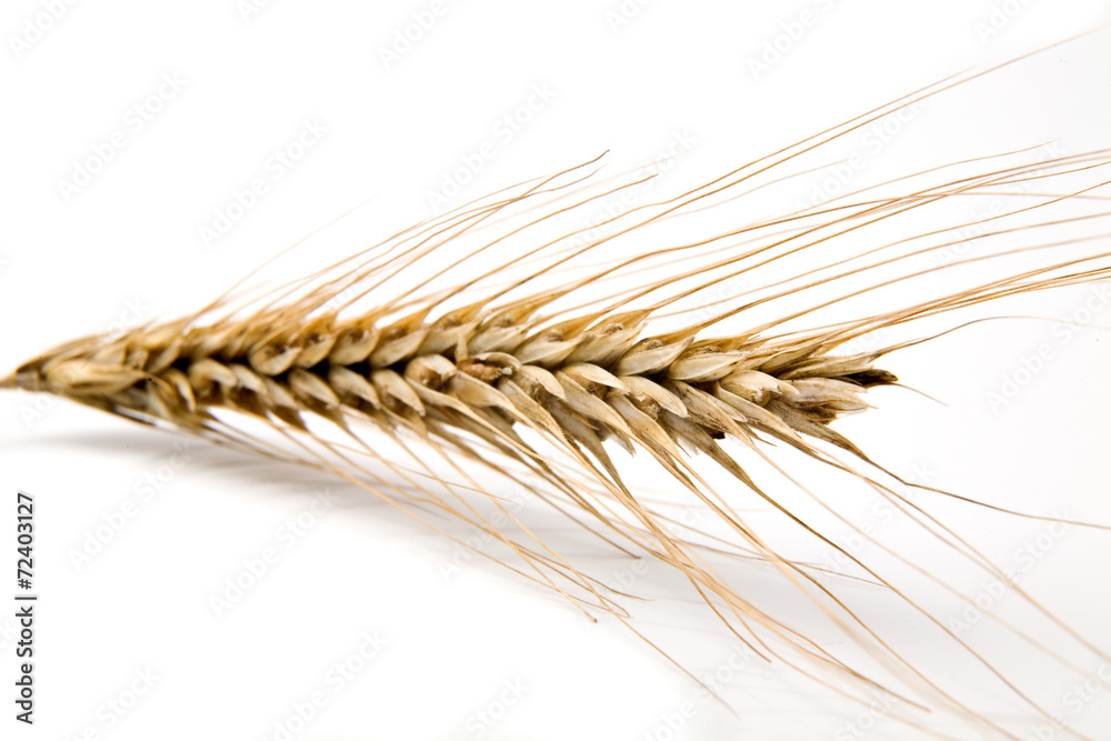ear of wheat ear of wheat