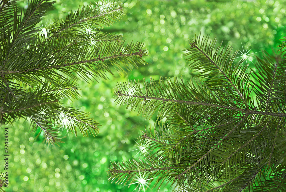 Natural conifer branches on green background
