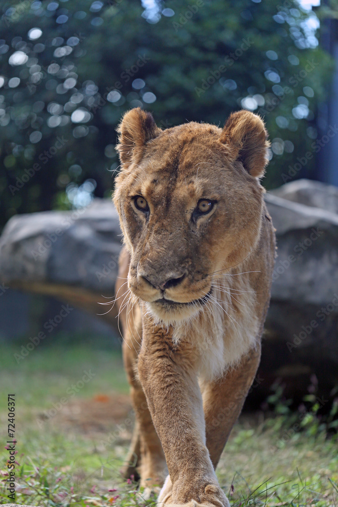 Fototapeta premium 老いたライオンの雌