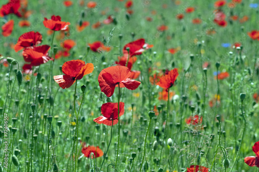 Klatschmohn; Papaver; rhoeas; Klatschmohn; Papaver; rhoeas;