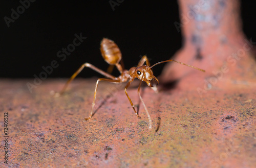 ant