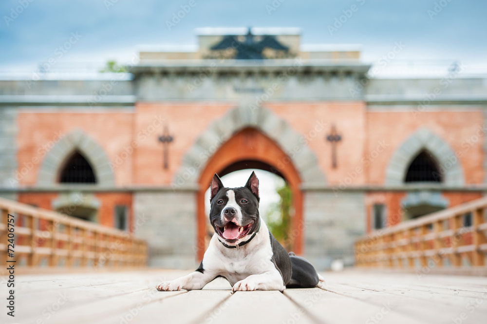 American staffordshire terrier on the walk in the castle