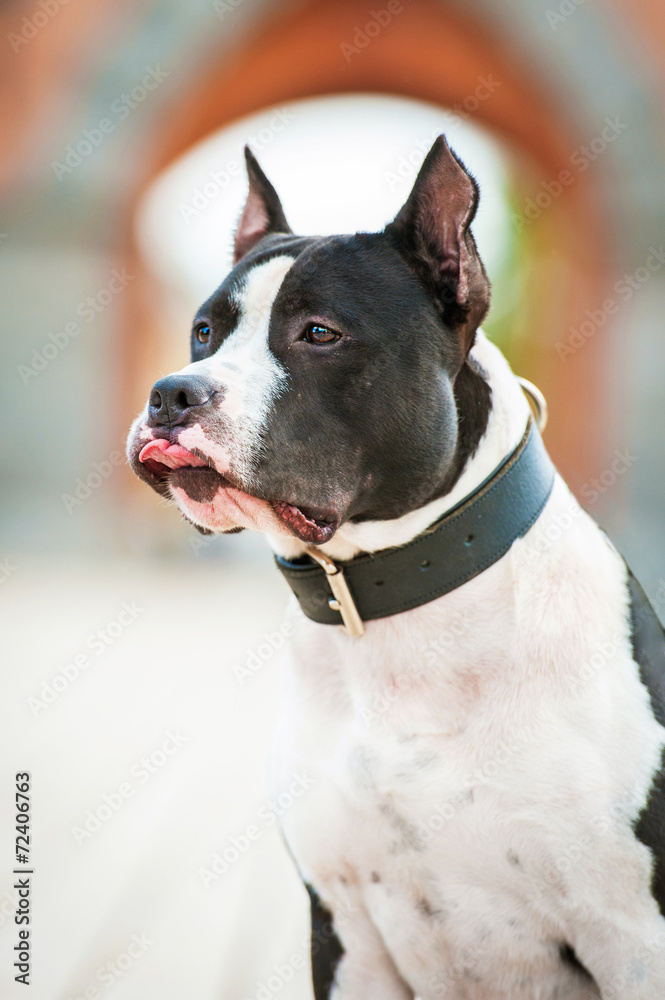 Funny portrait of american staffordshire terrier with tongue out