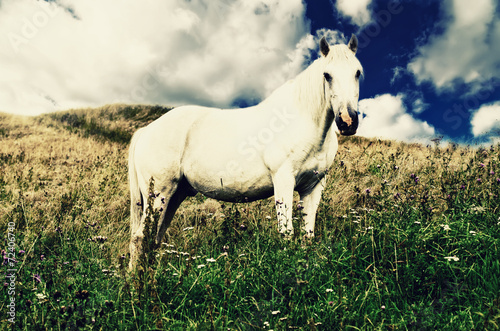 White horse grazes in the mountains