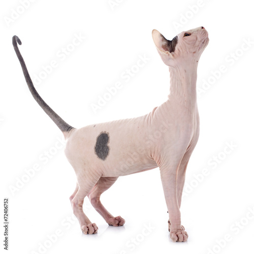 Sphynx Hairless Cat