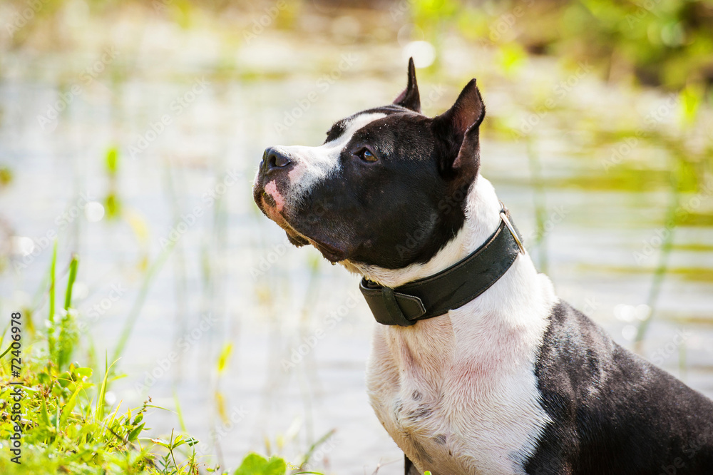 Portrait of american staffordshire terrier sitting near the lake