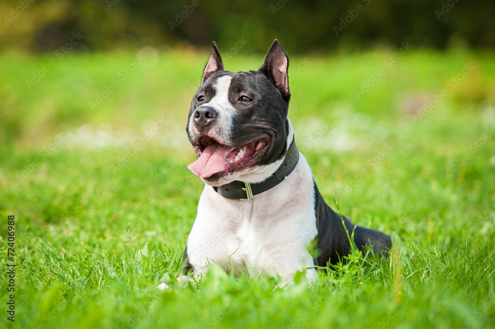 Portrait of american staffordshire terrier lying on the lawn